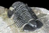 Detailed Gerastos Trilobite Fossil - Morocco #134088-4